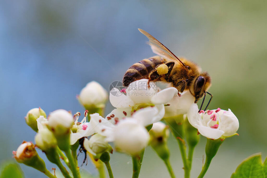 蜜蜂为白花授粉的特写照片图片