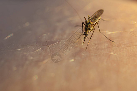 蚊子食用人类皮肤上的血背景图片