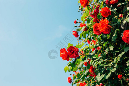 韩国首尔中浪川公园首尔玫瑰节背景图片