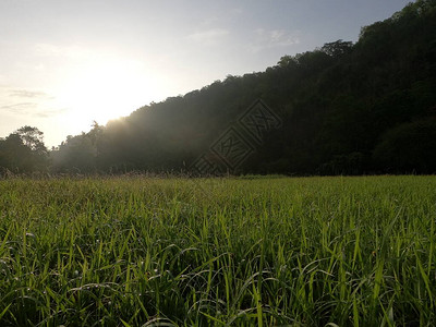 清晨的山野草地图片