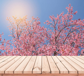 粉色樱花背景产品展示用的图片