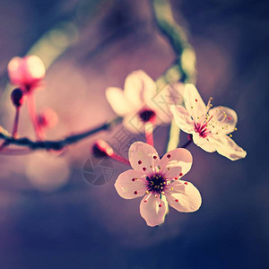 春日本樱桃花自然界盛开的多彩树图片