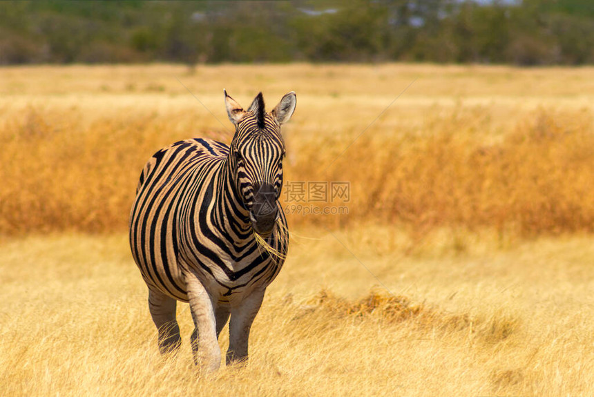 非洲野生动物非洲山区Zebra图片