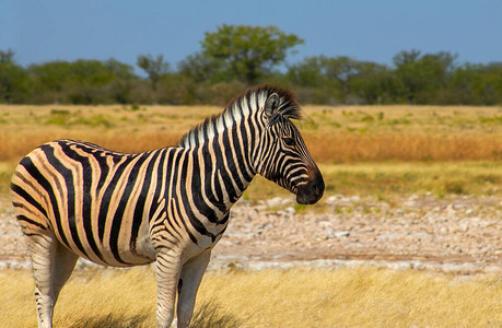 非洲野生动物非洲山区Zebra图片