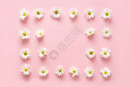 粉红背景的白花芽框架图片