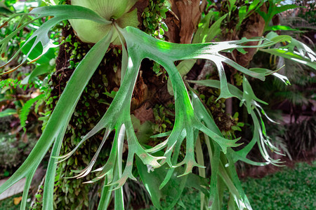 热带Elkhorn生长在热带雨林的树枝上图片
