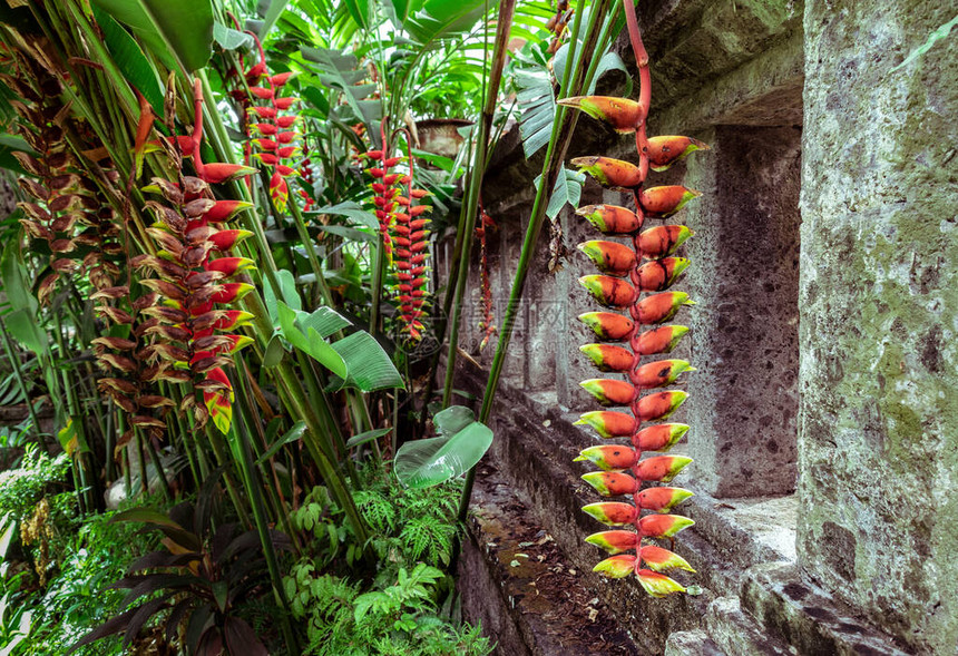 热利奥尼亚热带花朵垂直地挂在野丛林中古寺庙墙附近图片
