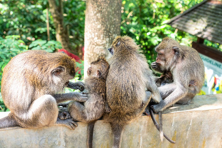 猴子一家人互相照顾图片