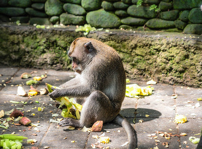 猴子食玉米玉米猴子图片