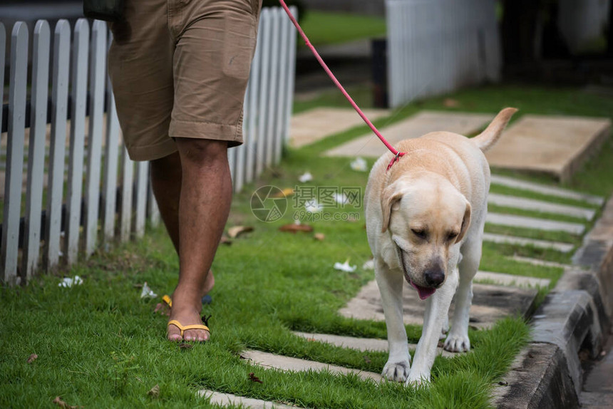 男人和他的拉布多猎犬一起在村里的柏油人行道上拉着皮带走绿色夏日公园图片