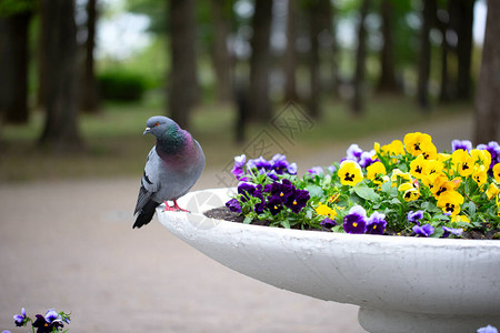 城市鸽子坐在花坛上图片