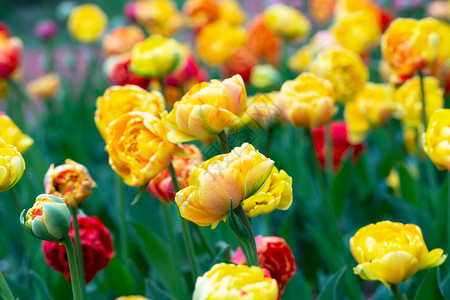 郁金香花园里美丽的春花图片