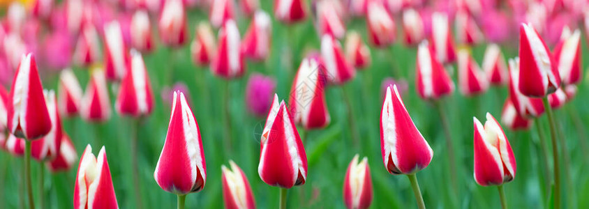 条纹郁金香横幅花园里美丽的春花图片