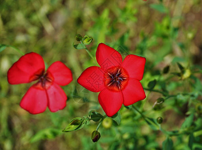 Adonis花朵的美丽红色开图片
