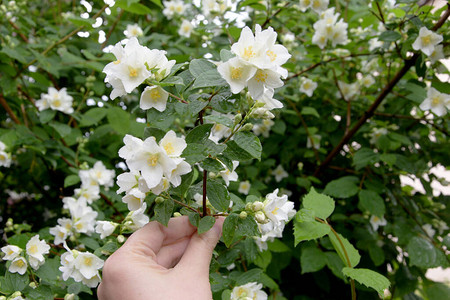 茉莉花枝和白色花朵棕榈上的茉莉花美丽图片