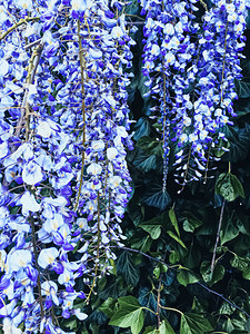 植物园中的蓝怀西花和树叶图片