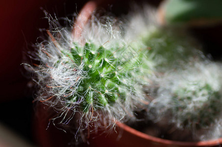 海仙人掌在植物温室花园的植物中图片