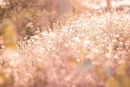 软焦点童话带尖刺的野草场景观田园风光自然概念模糊的软焦点草花图片