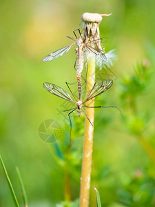 CraneFly夫妇在草场上发生关系欧洲大起重机图片