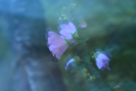 雾中的紫花图片