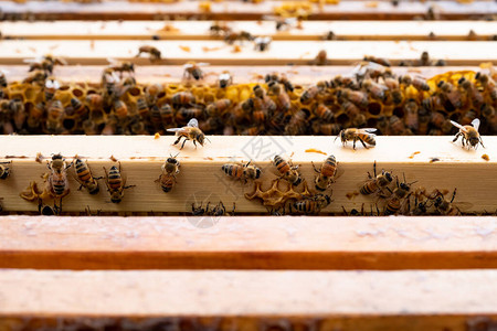 露天蜂蜜在蜂窝上爬行在蜂窝的木框上图片