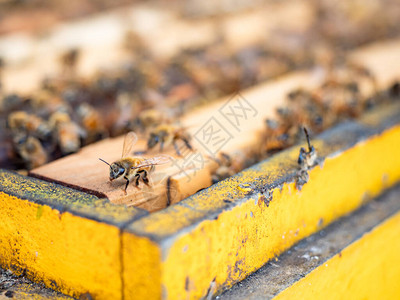 有蜜蜂的开放蜂箱在蜂窝木框架上图片
