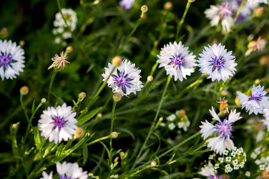 花朵是白花和蓝花有选择地聚焦于模图片