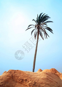 撒哈拉沙漠中的棕榈图片
