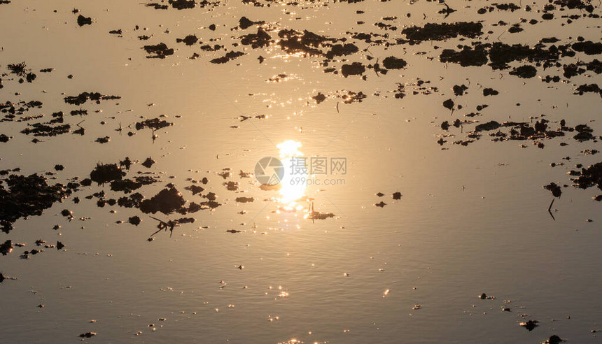 夕阳在浑水中倒影的照片图片