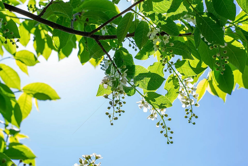 花园里的树木开花闪发光蓝天春天温图片