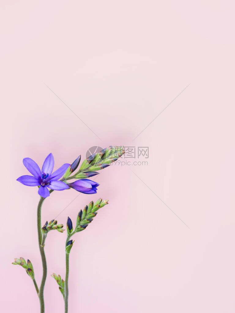 粉红色背景上的蓝色小苍兰或Babianastricta花和芽狒植物花卉桌图片
