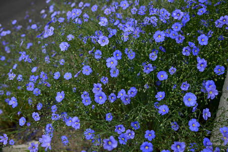 春蓝花尼莫菲拉花绿色背背景图片