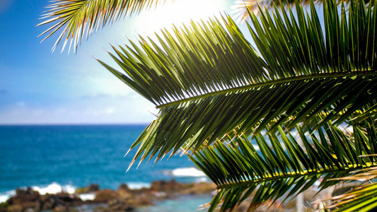 在热带岛屿海岸的海边棕榈树叶照耀着美图片