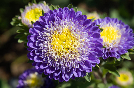 花园绿叶背景上的紫色或紫色菊花或妈花图片