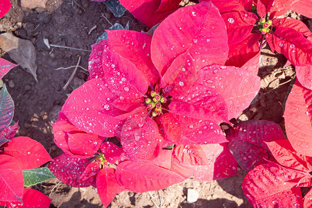 PinkMagentaPoinsettia植物和水滴图片