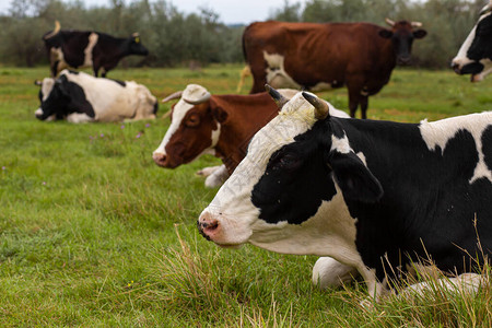 农村牛在绿草地上放牧农村生活动图片