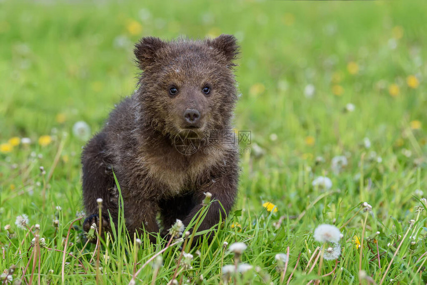 熊幼崽生长在春草中图片