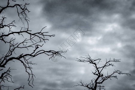 在黑暗的戏剧天空和白云背景上勾勒出死树的轮廓图片