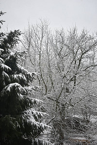 冬天公园树枝上的雪图片