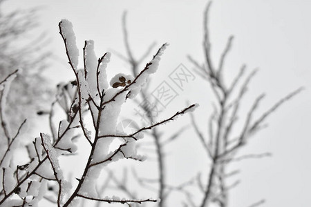 冬天公园树枝上的雪图片