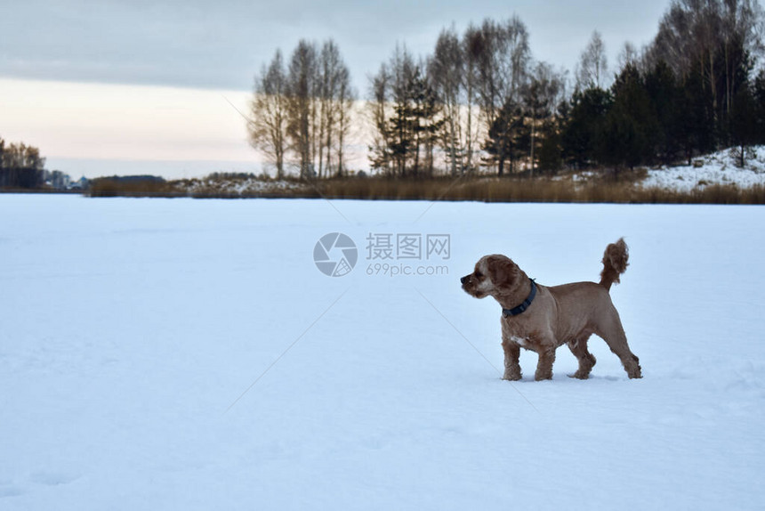 雪中漫步的狗鸟S图片