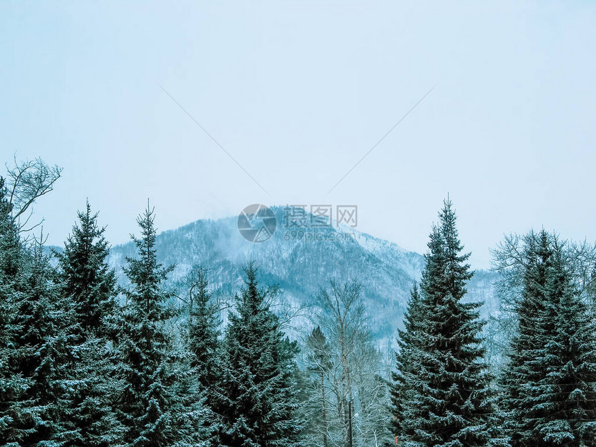 白雪皑的山脉背景上的针叶树顶部图片