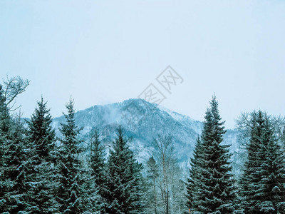白雪皑的山脉背景上的针叶树顶部图片