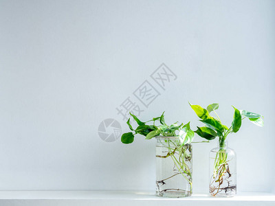 绿叶用水装在透明塑料瓶和罐子里图片