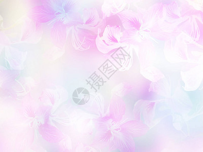 紫色花朵以柔软风格的面糊颜色在春季或夏季与复制空间相配图片