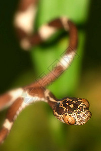 蓝头树蛇伊曼托德切乔亚雨林纳波河流域亚马逊厄图片