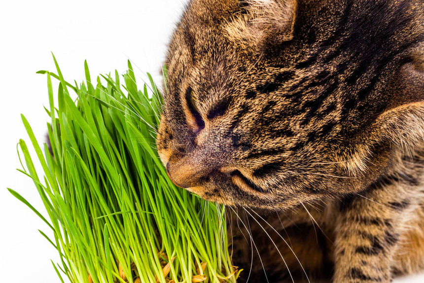灰色的家居小猫吃新鲜绿草紧贴白色背景有选择图片