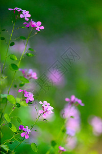 在山的绿色背景的紫色花图片