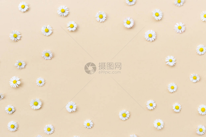 框架由米色背景上的各种洋甘菊花制成图片