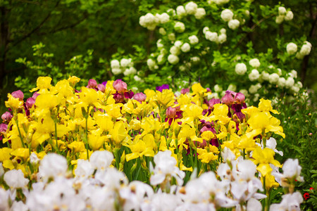 花园里的白花和黄花园里的春花园里的背景图片